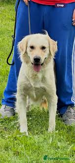 Golden Retriever Labernard Breeders Golden Retriever Labernard Dog Top  Labrador Saint Bernard Mix Best