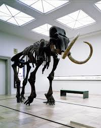 Die größe des mammuts wird mit bis zu 4,50 m angegeben. Dauerausstellung Geisteskraft Das Mammut Von Pfannerhall