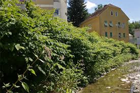 This opens in a new window. Der Staudenknoterich Verwaltung Land Steiermark