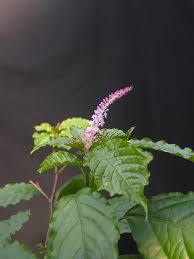 Image result for Hilleria