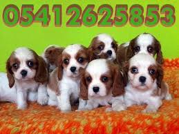 Cavalier King Ozellikleri Cavalier King Charles King Charles Cavalier