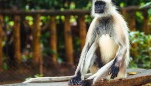 Sanjay Gandhi Wildlife Sanctuary Mumbai ...