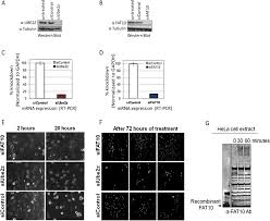 Profiling of Ubiquitin-like Modifications Reveals Features of Mitotic  Control