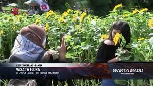Sebagian karangan bunga itu ada yang berasal dari pasar bunga rawa belong, jl sulaiman, jakarta barat. Berwisata Di Kebun Bunga Matahari Madu Tv