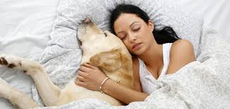 Getrennt Schlafen Warum Der Hund Der Bessere Schlaf Partner Ist Welt