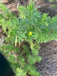 Image result for Surianaceae