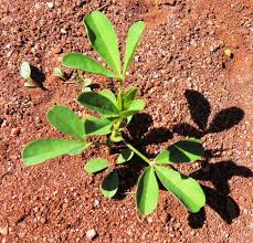 Image result for Crotalaria cylindrocarpa