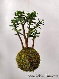 Check spelling or type a new query. 15 Crassula Bonsai Ideas Bonsai Jade Bonsai Jade Plants