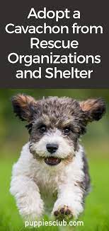 Adopt A Cavachon From Rescue Organizations And Shelter Puppies Club Shelter Puppies Cavachon Rescue Puppies For Adoption