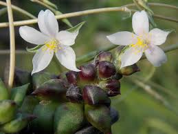 Image result for Anacampseros subnuda