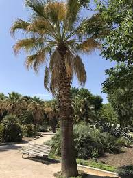 We have put together this guide so you can easily estimate how much it costs to remove a palm tree from your yard. How Much Does Palm Tree Removal Cost Price Guide With Examples