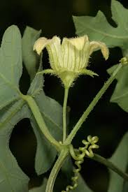 Image result for Coccinia rehmannii