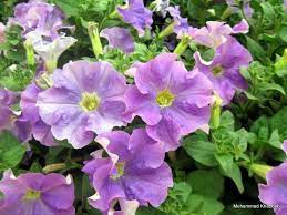 Winter And Spring Flowering Annuals