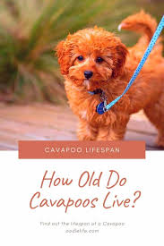 We did not find results for: Cavapoo Lifespan Complete Guide How Cavapoos Live 15 Years