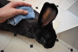 Repeat until the area no longer has traces of excretion. How To Bathe Your Rabbit 4 Easy Ways With Pictures Pet Keen