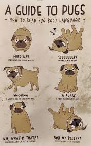 A Guide To Pugs Pugs Funny Pugs Baby Pugs