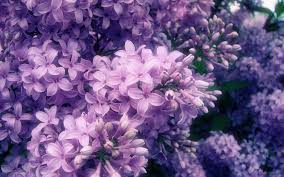 6 pieces relax soak unwind breathe bathroom decor, purple bathroom wall decor, purple flower art pictures, farmhouse wall decor art painting for home, office college living room bathroom, 8 x10 inch. Floral Light Purple Aesthetic Wallpapers Top Free Floral Light Purple Aesthetic Backgrounds Wallpaperaccess