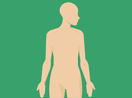 Sketch human body front back view. Abdomen Anatomy Area Diagram Body Maps