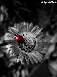 Black And White With Pop Of Color Drawing Users Mix B W With Color Using Picsart S Color Splash Create Discover With Picsart Color Splash Color Splash Red Black And White Drawing