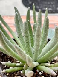 Image result for Caputia