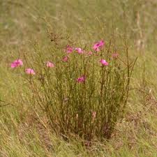 Image result for Cycnium tubulosum