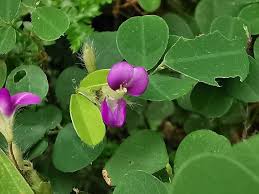 Image result for Grona ramosissima