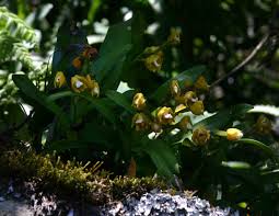 Image result for Polystachya campyloglossa