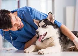 Affordable Dog Vet Near Me Dogs Dog Clinic Dangerous Dogs