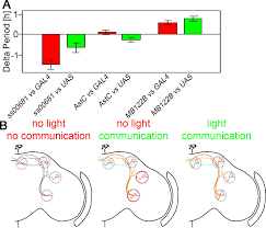 Neuron Specific Knockouts Indicate The Importance Of Network