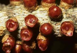 Image result for Pilostyles aethiopica