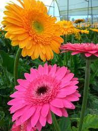 Fresh Flowers Gerbera Flowers Wholesaler From Pune