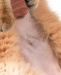 Die überlegung fällt vielen neuen haltern zunächst schwer: Kastration Und Sterilisation Bei Katzen Der Richtige Zeitpunkt