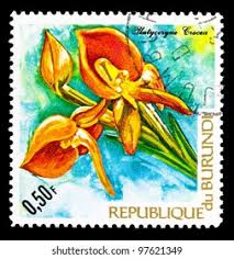 Image result for Platycoryne crocea