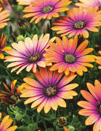 Click here to find out more. African Daisy Zion Purple Sun Tesselaar
