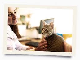 Cat foods that are marketed specifically toward urinary tract health are specially formulated to dilute excess many reviewers love purina pro plan because it is a great, affordable urinary tract health food. Purina Pro Plan Veterinary Diets Nf Kidney Function Advanced Care Formula Canned Cat Food 5 5 Oz Case Of 24 Chewy Com