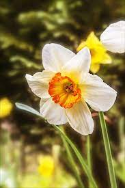 Pin On Daffies