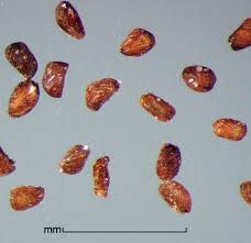 Image result for Striga aspera