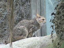 chinese mountain cat wikipedia the free encyclopedia wild cat species small wild cats rare cats