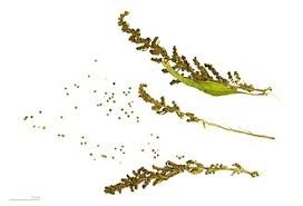 Image result for Dysphania