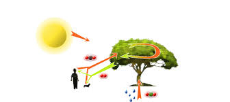 Check spelling or type a new query. Plants Next Cc
