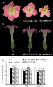 Classification of flowers based on whorl region. Overexpression Of A Flower Specific Aerolysin Like Protein From The Dioecious Plant Rumex Acetosa Alters Flower Development And Induces Male Sterility In Transgenic Tobacco Manzano 2017 The Plant Journal Wiley Online Library