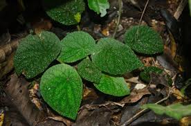 Image result for Begonia lacunosa