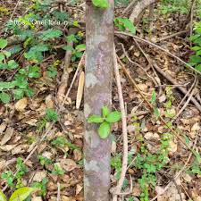 Image result for Catunaregam stenocarpa