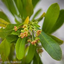 Image result for Dodonaea viscosa