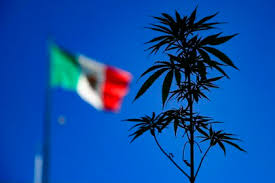 México se encuentra más cerca de la legalización de la marihuana con el proyecto que desarrollan algunos diputados de izquierda que buscan despenalizar el consumo del canabis con fines lúdicos, y para conseguirlo. Legalizacion De La Marihuana En Mexico Cual Es El Impacto Real Que Tendra Para El Narco Radio Telesur Formosa