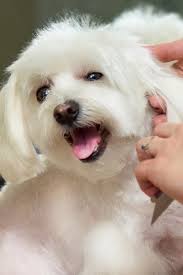 How To Groom A Small Dog S Ears Dog Grooming Tips Dogs Small Dogs