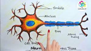 Dendrites, axon, axon terminals, myelin sheath, and nodes of ranvier. How To Draw The Nervous System Step By Step Novocom Top