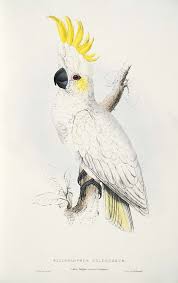 Illustrations Of The Family Of The Psittacidae Or Parrots Category Illustrations Of The Family Of Psittacidae Or Parrots 1832 By Edward Lear Parrot Painting Parrots Art Bird Art
