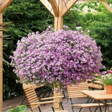 Image result for Bacopa floribunda