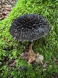 Image result for Strobilomyces strobilaceus